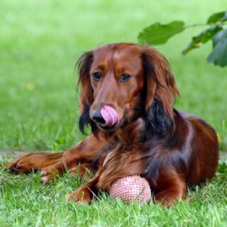 Long Haired Dachshund : History, Grooming, Health, and Care Tips
