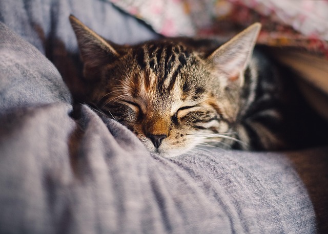 Do Cats Snore in Their Sleep? What’s Normal and When to Worry