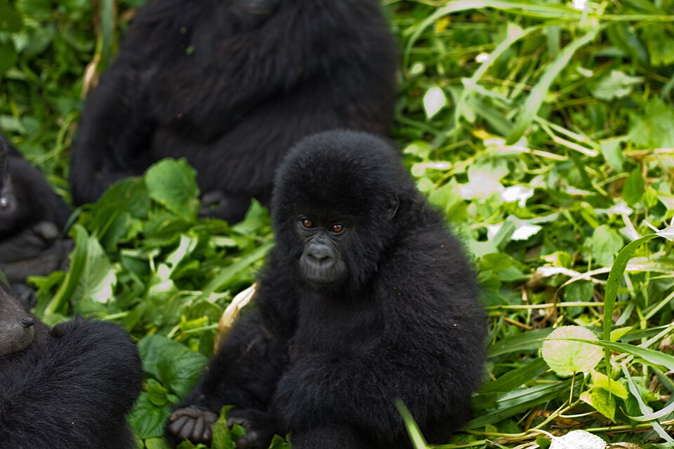 File:Virunga Mountain Gorilla.jpg