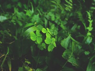 7 Green Habits to Improve Your Mental and Physical Health