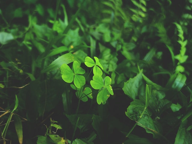 7 Green Habits to Improve Your Mental and Physical Health