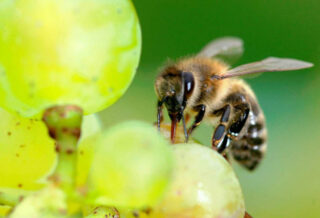 Clothianidin: a Neonicotinoid Pesticide Highly Toxic to Honeybees and other pollinators