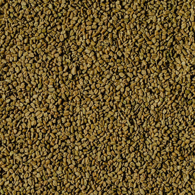 Fenugreek