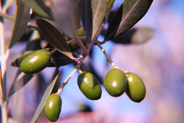 Green Olives