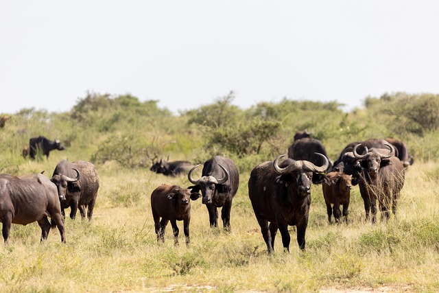 Group of Buffalo: Social Life, Hierarchy, Mating Habits, and Movement Patterns