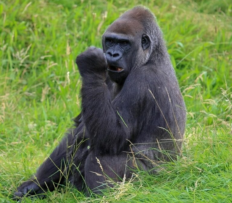 How Strong Is a Gorilla? The Truth Behind Nature’s Most Powerful Primate