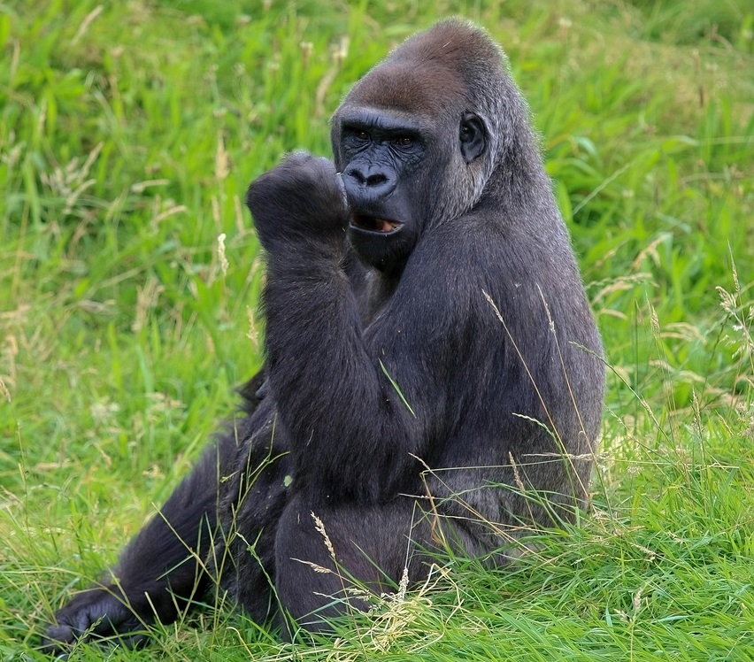 How Strong Is a Gorilla? The Truth Behind Nature’s Most Powerful Primate