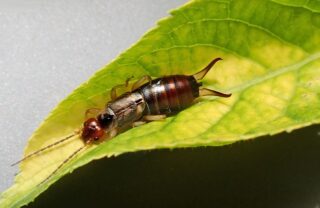 How To Get Rid Of Earwigs: Stop Infestations in Your Mulch, Plants & Basement for Good