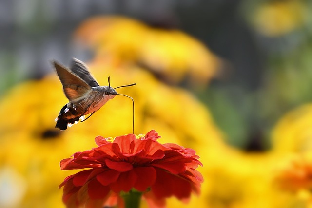 hummingbird-hawk-moth-7379059_640