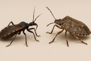 Kissing Bug vs Stink Bug – Which One Should You Be Worried About?