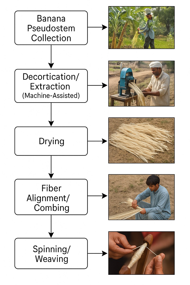 Banana Fiber Extraction Process