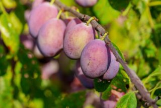Japanese Plum Tree Not Fruiting? Here’s How to Fix It