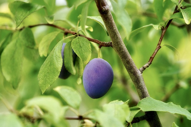 Japanese Plum