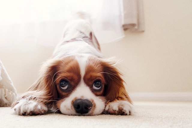 King Charles Dog: 9 Surprising Habits, Grooming Tips & Shedding Facts Every Owner Must Know