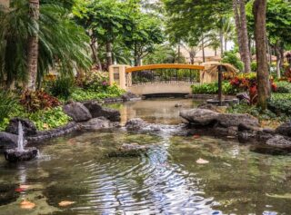 Koi Pond Maintenance: 6 Steps to Clear Water and Healthy Fish
