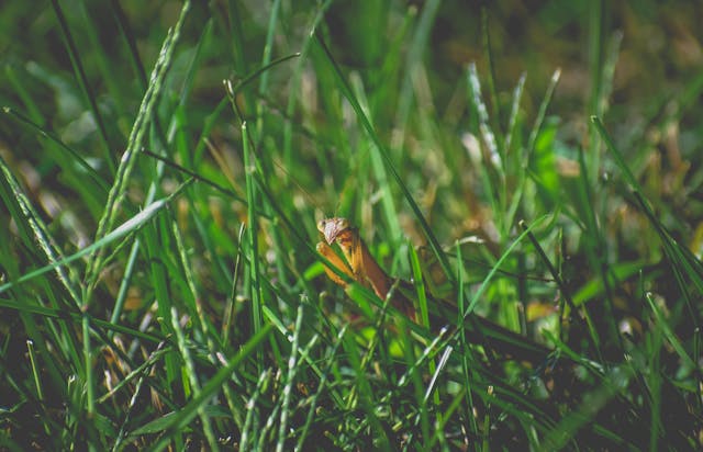 Backyard Bug Control