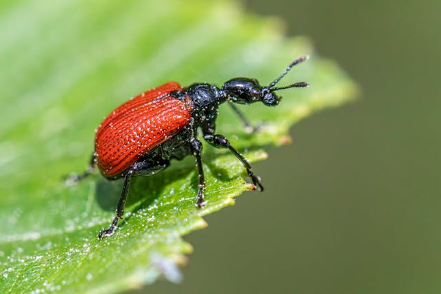 How biological pest control protects crops