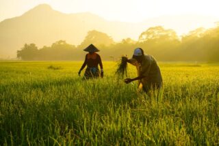 Rice: Balancing Food Security And Environmental Challenges