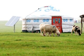 Solar Grazing: How Sheep Are Changing the Face of Renewable Energy Maintenance