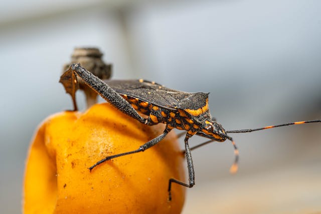 Kissing Bug Appearance