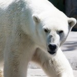 polar-bear-2-150x150