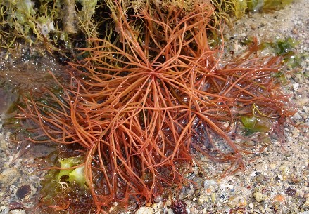 sea-moss