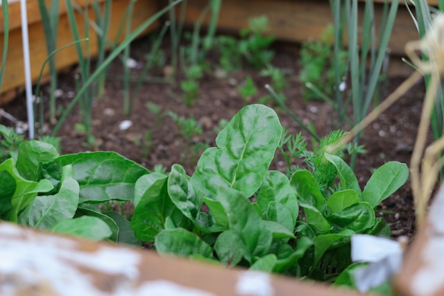 Farm-to-Table Kitchens: Growing Your Own Produce in Texas