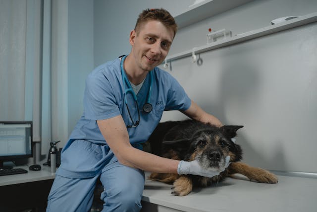 Dog vet checkup for snoring and breathing problems
