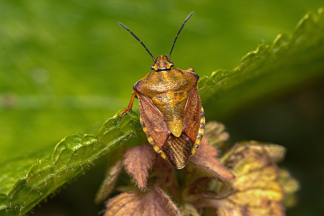 Stink Bug behavior