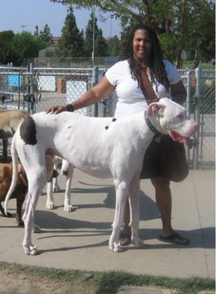 Titan, the record-holding Great Dane, standing beside his owner in a park. Known as one of the tallest dogs ever recorded by Guinness World Records.