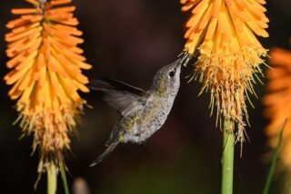 What Flowers Do Hummingbirds Like? A Regional Gardening Guide