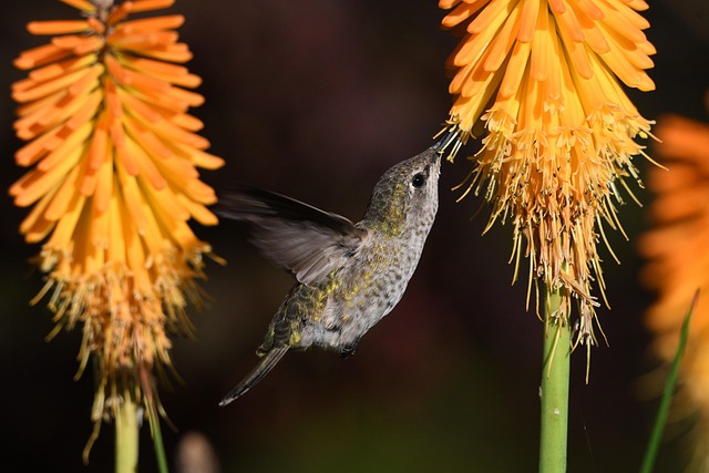 What Flowers Do Hummingbirds Like? A Regional Gardening Guide