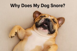 Why Does My Dog Snore? Causes, Solutions, and When to Worry